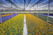 bloemen en planten vvbvanbree     1078